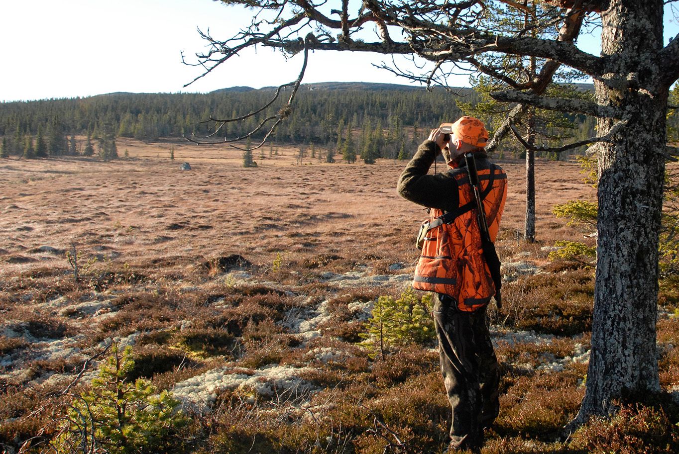 mann i jaktklær ser i kikkert utover skogen. foto